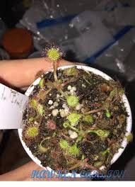 Attēlu rezultāti vaicājumam “Drosera x obovata leaf”