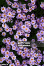 Image result for Aster amellus