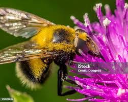 Attēlu rezultāti vaicājumam “Volucella bombylans”