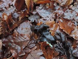 Attēlu rezultāti vaicājumam “Arthonia leucopellaea”