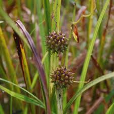 Attēlu rezultāti vaicājumam “Sparganium minimum fruit”