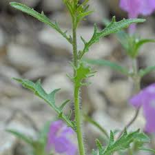 Attēlu rezultāti vaicājumam “Cardaminopsis arenosa”