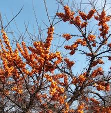 Attēlu rezultāti vaicājumam “Hippophae rhamnoides”