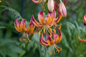 Image result for Lilium martagon `Arabian Night`