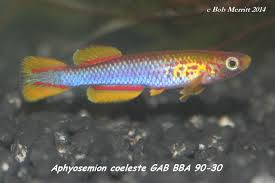 Image result for Aphyosemion