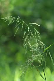 Attēlu rezultāti vaicājumam “Cinna latifolia fruit”