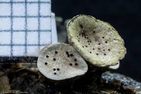 Attēlu rezultāti vaicājumam “Amaurochaete atra macro”