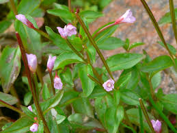 Attēlu rezultāti vaicājumam “Epilobium”