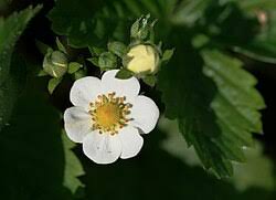Attēlu rezultāti vaicājumam “Fragaria vesca flower”