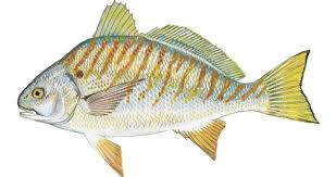 Image result for Leiostomus xanthurus