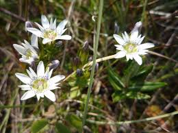 Attēlu rezultāti vaicājumam “Gentianaceae”