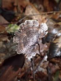 Attēlu rezultāti vaicājumam “Perenniporia medulla-panis”