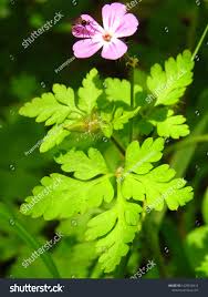 Attēlu rezultāti vaicājumam “Geranium pusillum flower”