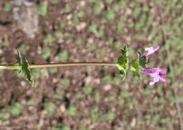 Attēlu rezultāti vaicājumam “Lamium amplexicaule flower”