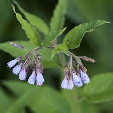 Attēlu rezultāti vaicājumam “Symphytum officinale flower”