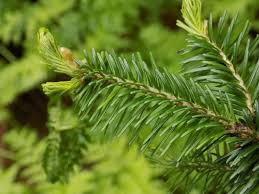 Attēlu rezultāti vaicājumam “Abies sibirica”