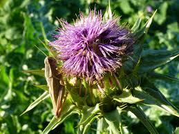 Attēlu rezultāti vaicājumam “Silybum marianum”