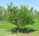 Fruit Tree Care: Watering &amp; Fertilizing | Growing with Stark Bro's