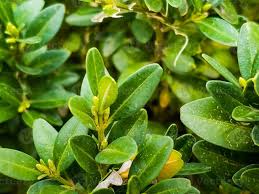 Attēlu rezultāti vaicājumam “Buxus sempervirens flower”
