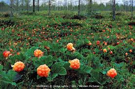 Attēlu rezultāti vaicājumam “Rubus chamaemorus leaf”