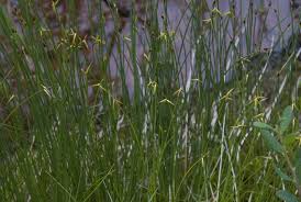 Attēlu rezultāti vaicājumam “Carex pauciflora”