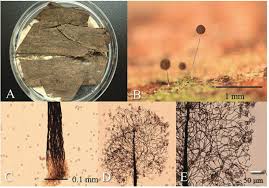 Attēlu rezultāti vaicājumam “Paradiacheopsis rigida spores”