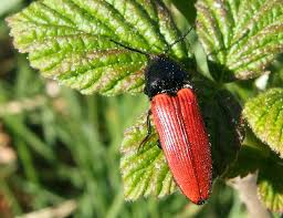 Attēlu rezultāti vaicājumam “Ampedus sanguinolentus”