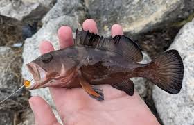 Image result for Epinephelus morio