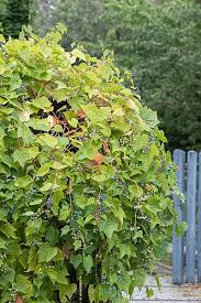 Attēlu rezultāti vaicājumam “Ampelopsis glandulosa var. brevipedunculata”