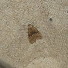 Attēlu rezultāti vaicājumam “Hypenodes humidalis”