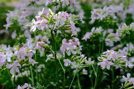Attēlu rezultāti vaicājumam “Saponaria officinalis flower”