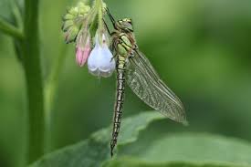 Attēlu rezultāti vaicājumam “Brachytron pratense”