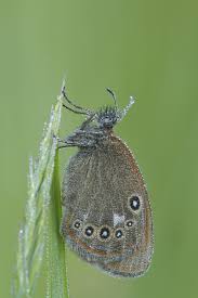 Attēlu rezultāti vaicājumam “Coenonympha glycerion underside”