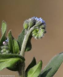 Attēlu rezultāti vaicājumam “Myosotis sylvatica leaf”