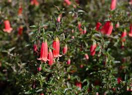 Attēlu rezultāti vaicājumam “Juncus nastanthus”