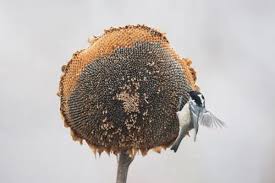 Attēlu rezultāti vaicājumam “Periparus ater adult”