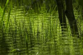 Attēlu rezultāti vaicājumam “Equisetum fluviatile”