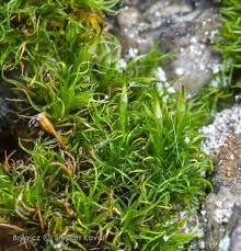 Attēlu rezultāti vaicājumam “Cynodontium strumiferum”