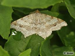 Attēlu rezultāti vaicājumam “Macaria signaria”