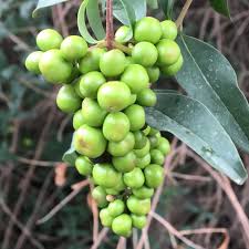 Attēlu rezultāti vaicājumam “Phellodendron amurense fruit”