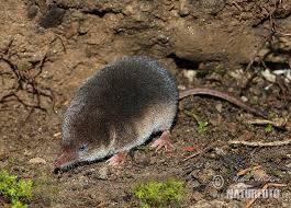 Attēlu rezultāti vaicājumam “Sorex araneus”