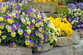 Image result for Hornveilchen