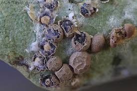 Attēlu rezultāti vaicājumam “Diderma rufostriatum”