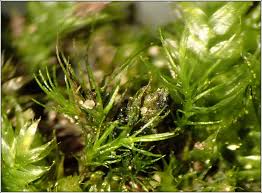 Attēlu rezultāti vaicājumam “Dicranella heteromalla sporophyte”