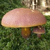 Attēlu rezultāti vaicājumam “Tricholomopsis rutilans”