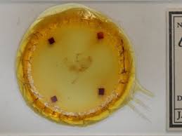 Attēlu rezultāti vaicājumam “Eucarta virgo”