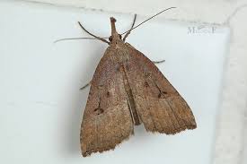 Attēlu rezultāti vaicājumam “Hypena rostralis”