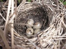 Attēlu rezultāti vaicājumam “Emberiza schoeniclus nest”