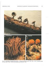 Attēlu rezultāti vaicājumam “Diderma hemisphaericum plasmodium”