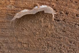 Attēlu rezultāti vaicājumam “Reticularia lycoperdon spores”